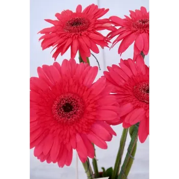 Gerbera Daisy Plant Manufacturer